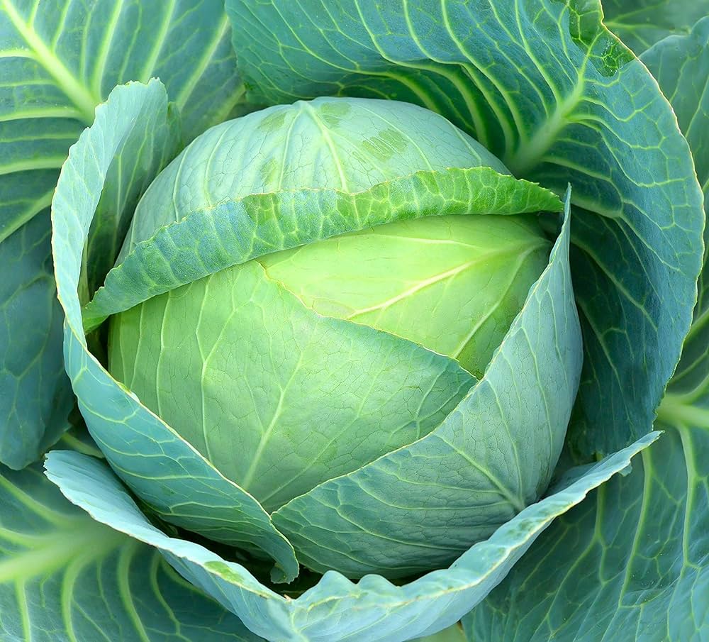 Cabbage TEMP Flat Hybrid Seeds – High-Yield, Non-GMO Flat Head Seeds for Planting in Temperate & Transitional Climates