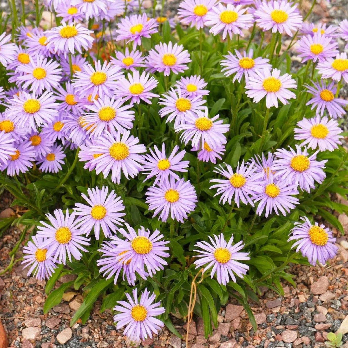 Aster Alpinus Flower Seeds – Heirloom, Non-GMO Alpine Garden Blooms