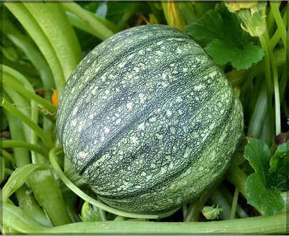 Green Round Zucchini Squash Seeds for Planting – Heirloom, Non-GMO, High-Yield Summer Vegetable Seeds