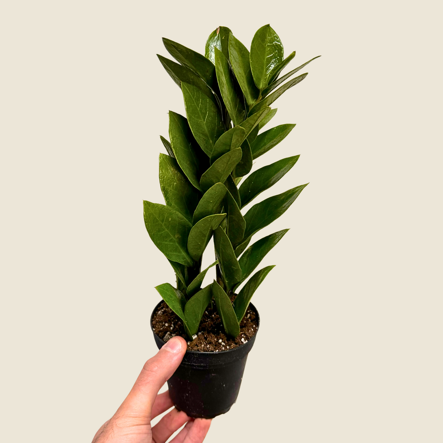 Zamioculcas zamiifolia 'ZZ Plant' – Easy Care Indoor Houseplant