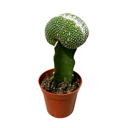 3.25" Grafted Cacti Assorted