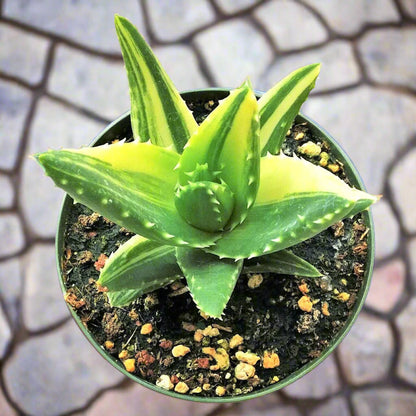 Variegated Aloe Plant - Live Succulents 4 inch Pot