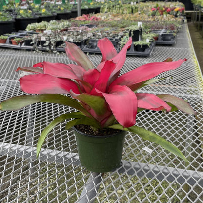 Bromeliad Neoregelia 'Neos' - Live Plant - Assorted