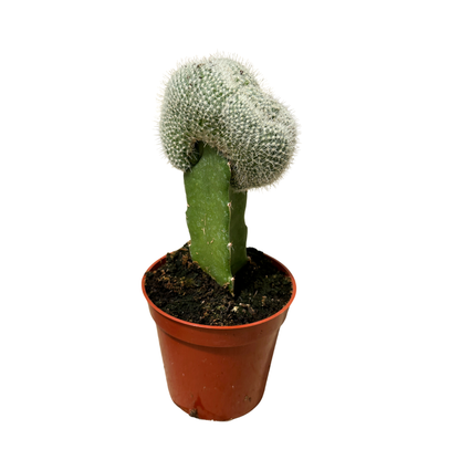 3.25" Grafted Cacti Assorted