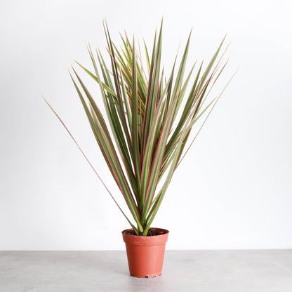 Dracaena Marginata, Dragon Tree - Live Plant