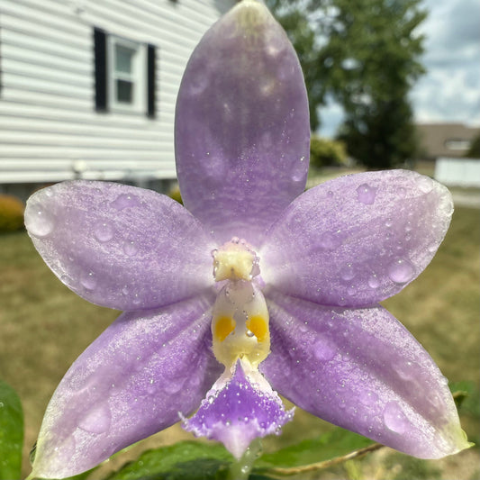 Phalaenopsis Mainshow Purple Blueorch Elf x Mainshow Sapphire – Rare Orchid Hybrid | Seedling Bloom
