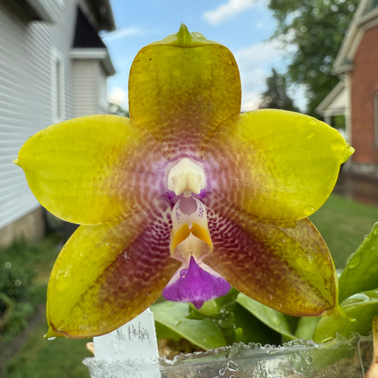 Phalaenopsis Smiley Bluebird x Mituo Princess 'Blue Jewel' – Fragrant Novelty Orchid Hybrid | Live Plant
