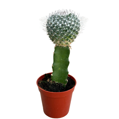 3.25" Grafted Cacti Assorted