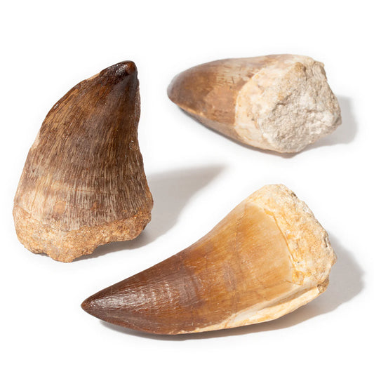 Mosasaur Tooth