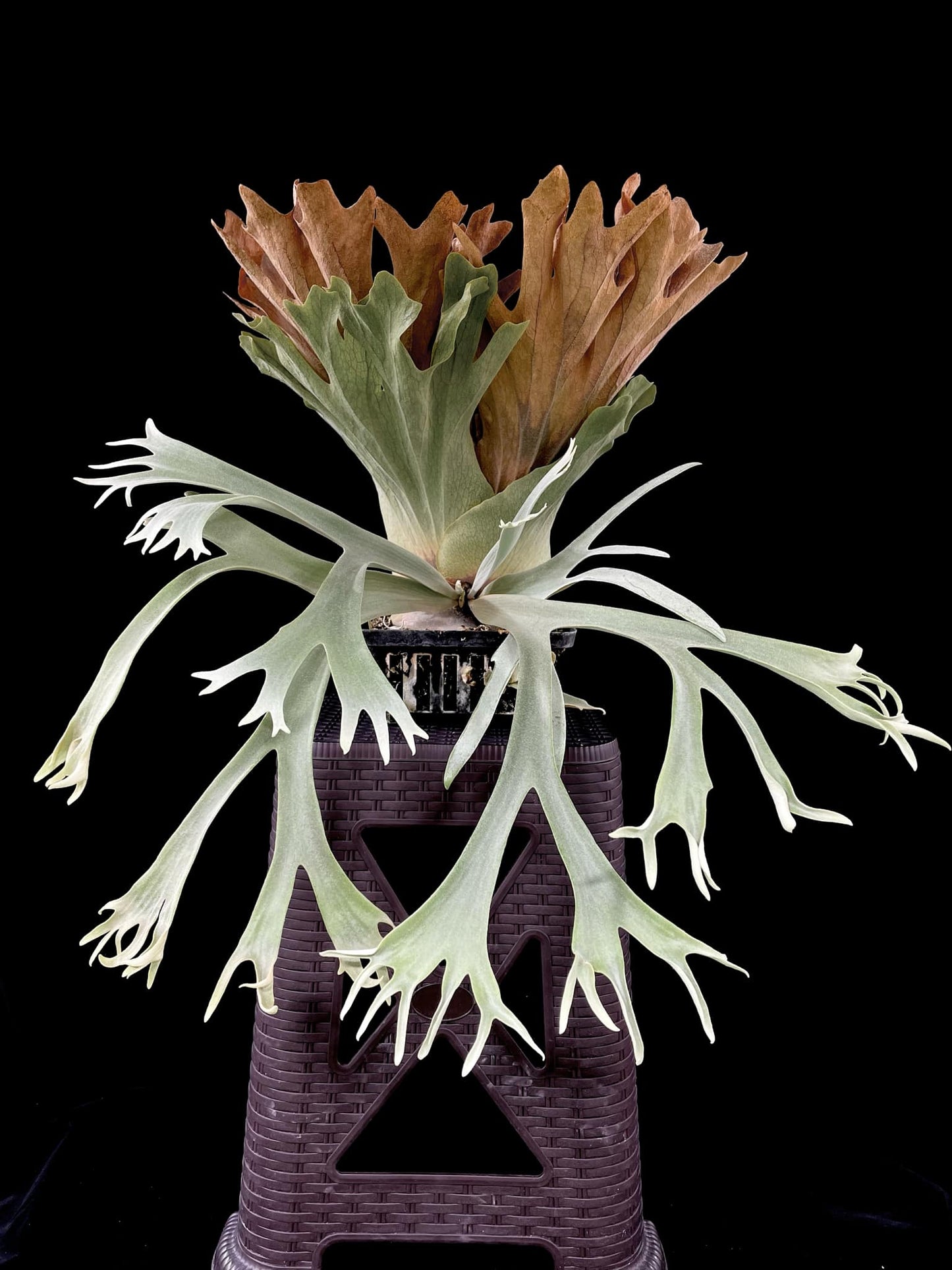 Platycerium willinckii 'Little Crown' Spore “Dwarf Select” – Rare Staghorn Fern Variety