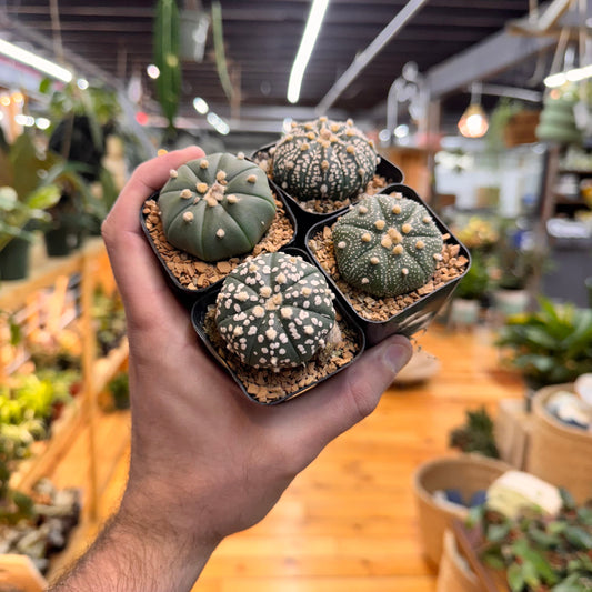 Astrophytum Asterias Assorted Succulent Mystery Pack