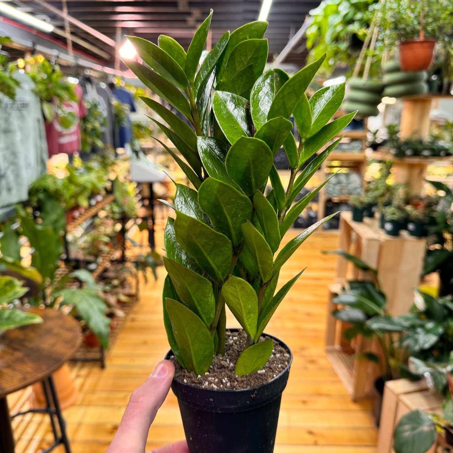 Zamioculcas zamiifolia 'ZZ Plant' – Easy Care Indoor Houseplant