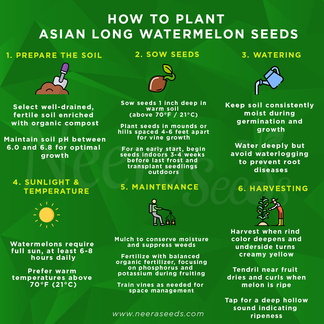 Asian Long Watermelon Seeds for Planting – Heirloom, Non-GMO, Sweet Red Flesh, High-Yield Summer Fruit