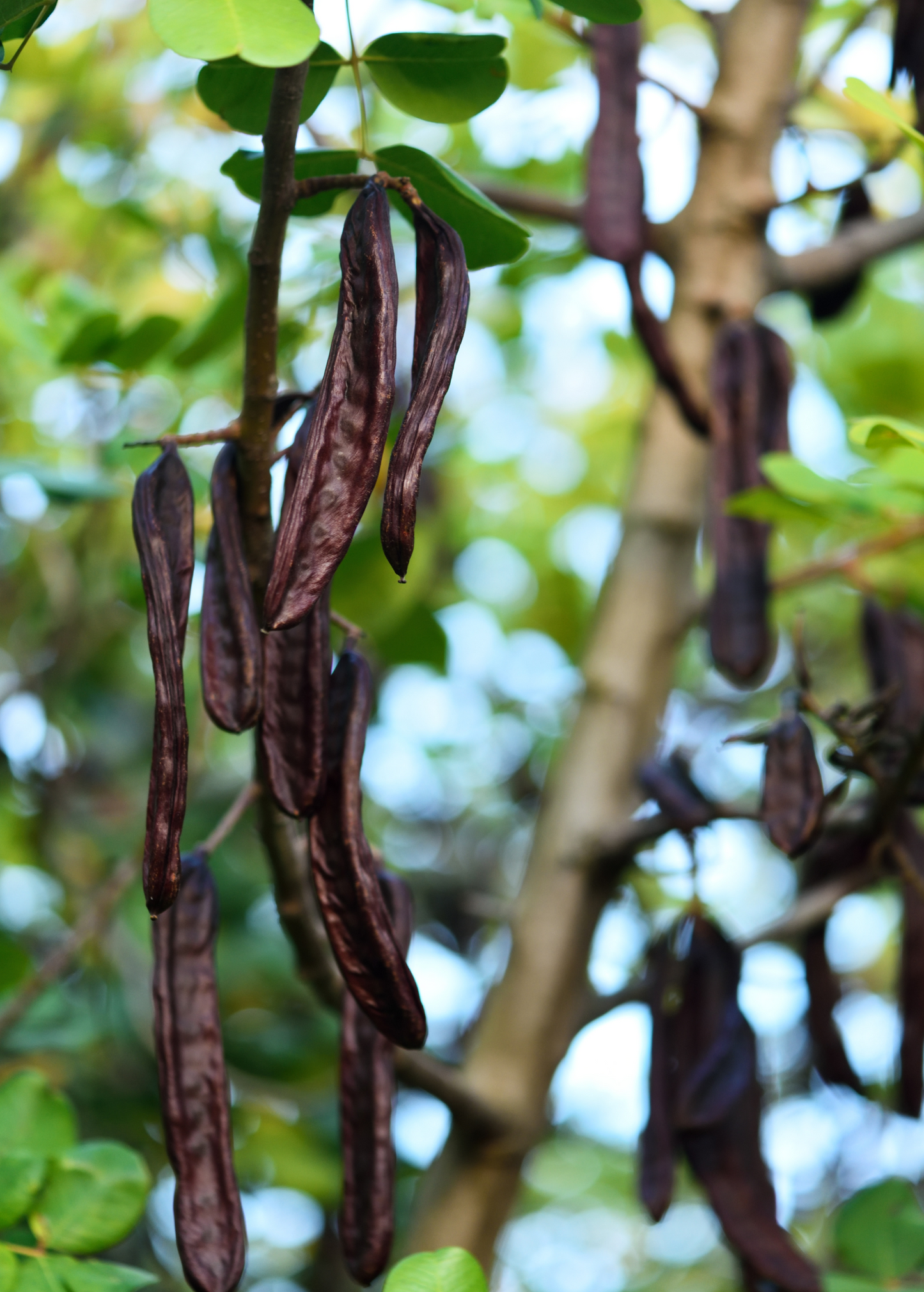 African Locust Bean Tree (Parkia biglobosa)