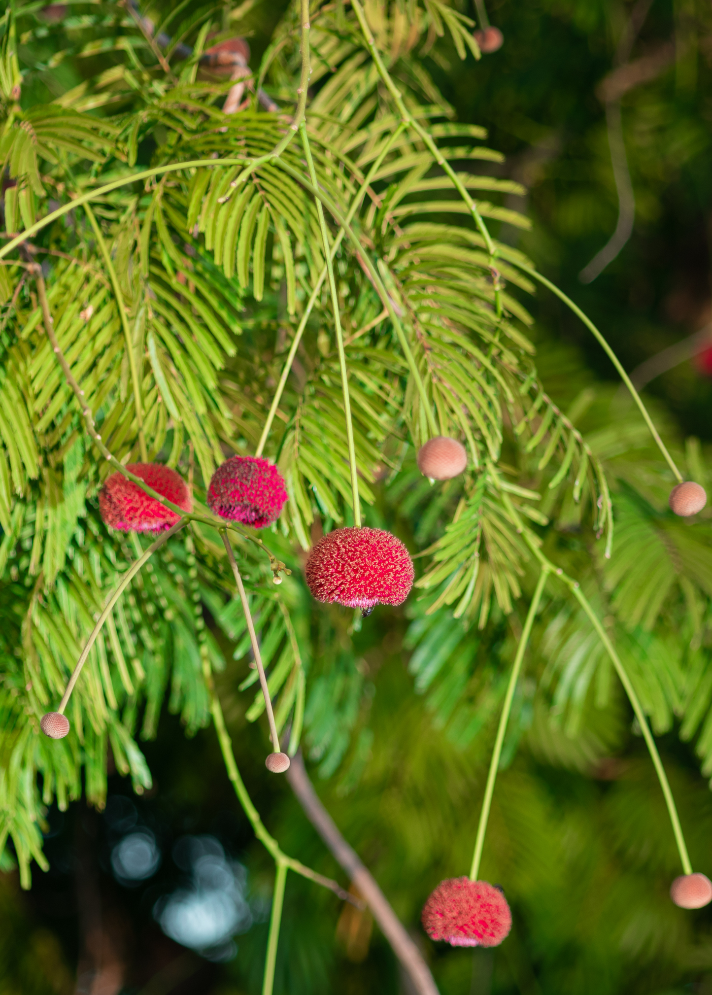 African Locust Bean Tree (Parkia biglobosa)