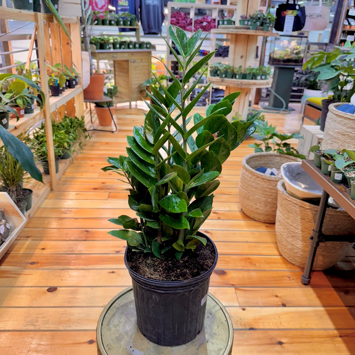 Zamioculcas zamiifolia 'ZZ Plant' – Easy Care Indoor Houseplant
