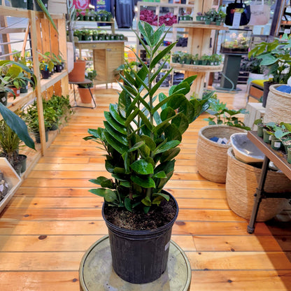 Zamioculcas zamiifolia 'ZZ Plant' – Easy Care Indoor Houseplant
