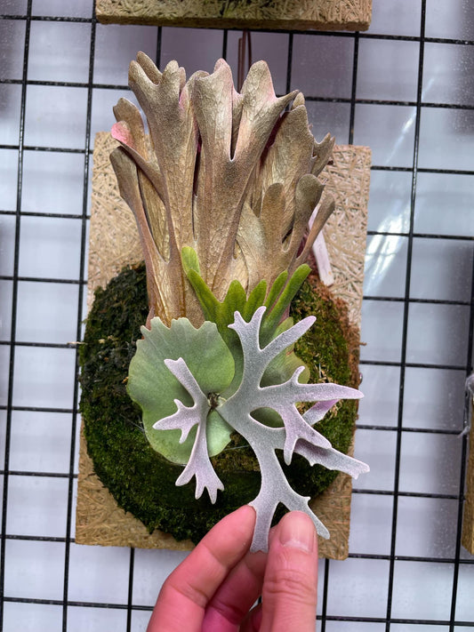 Platycerium Willinckii Yellow Moon spore “Dwarf select