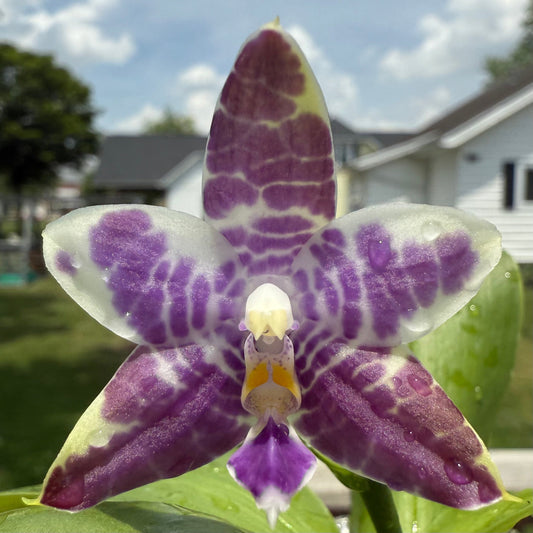 Phalaenopsis Mainshow Blue Wave x Mainshow Blue Elf – Rare Orchid Hybrid | Seedling Bloom