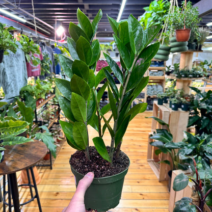 Zamioculcas zamiifolia 'ZZ Plant' – Easy Care Indoor Houseplant