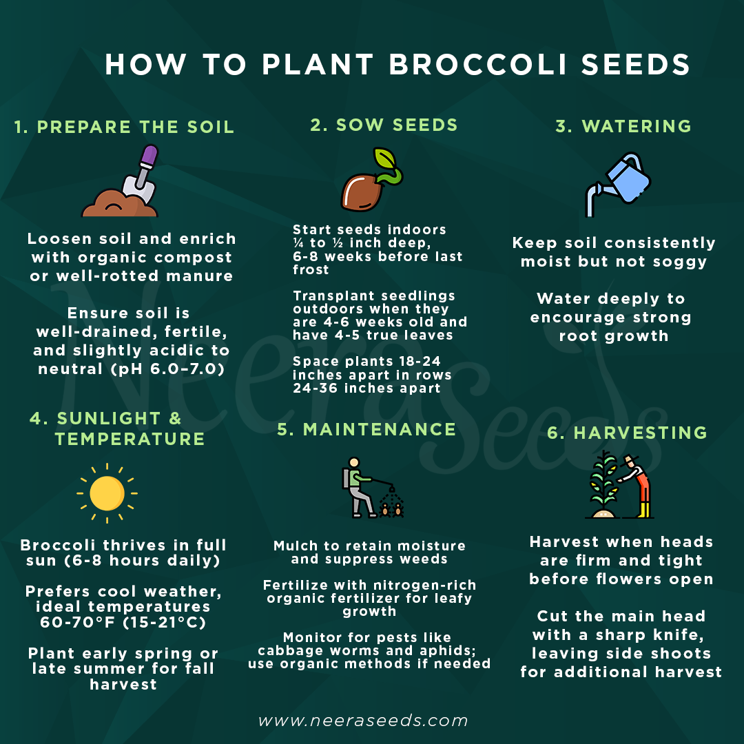 Broccoli Vegetable Seeds for Planting – Heirloom, Non-GMO, High-Yield Seeds for Organic Home Garden & Kitchen Use