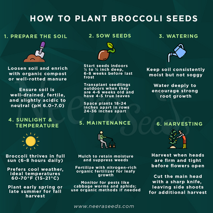 Broccoli Vegetable Seeds for Planting – Heirloom, Non-GMO, High-Yield Seeds for Organic Home Garden & Kitchen Use