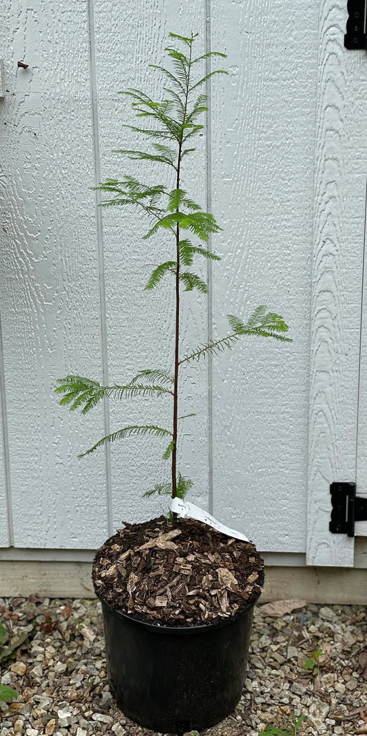 Bald Cypress Tree