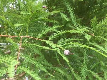Bald Cypress Tree