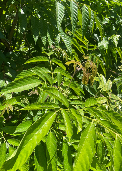 Bandicoot Berry (Leea indica)