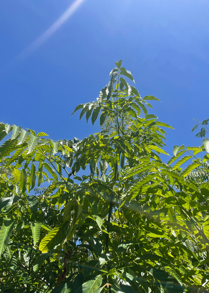 Bandicoot Berry (Leea indica)