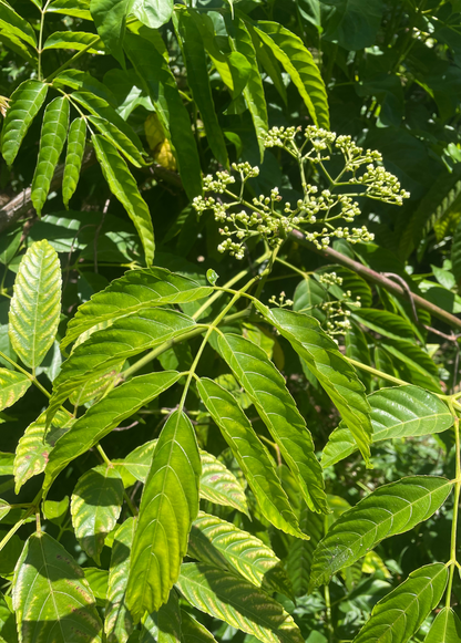 Bandicoot Berry (Leea indica)