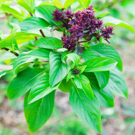 Sweet Basil Herb Seeds for Planting – Heirloom & Non-GMO Essential for Culinary & Medicinal Gardens