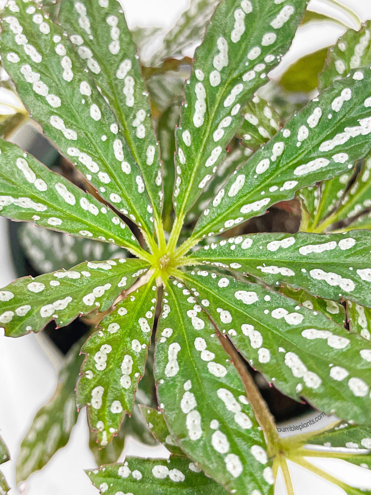 Begonia Hemsleyana Variegata