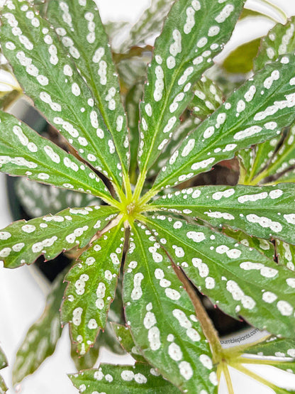 Begonia Hemsleyana Variegata