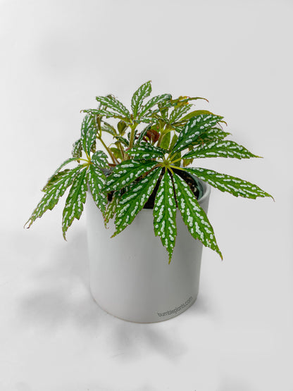 Begonia Hemsleyana Variegata
