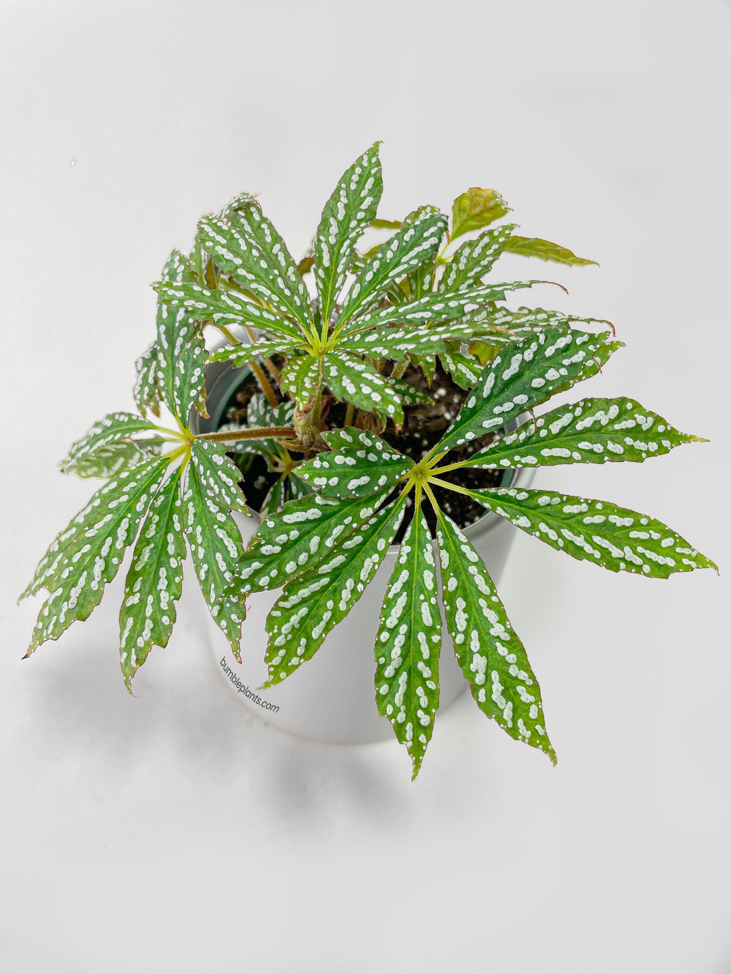 Begonia Hemsleyana Variegata