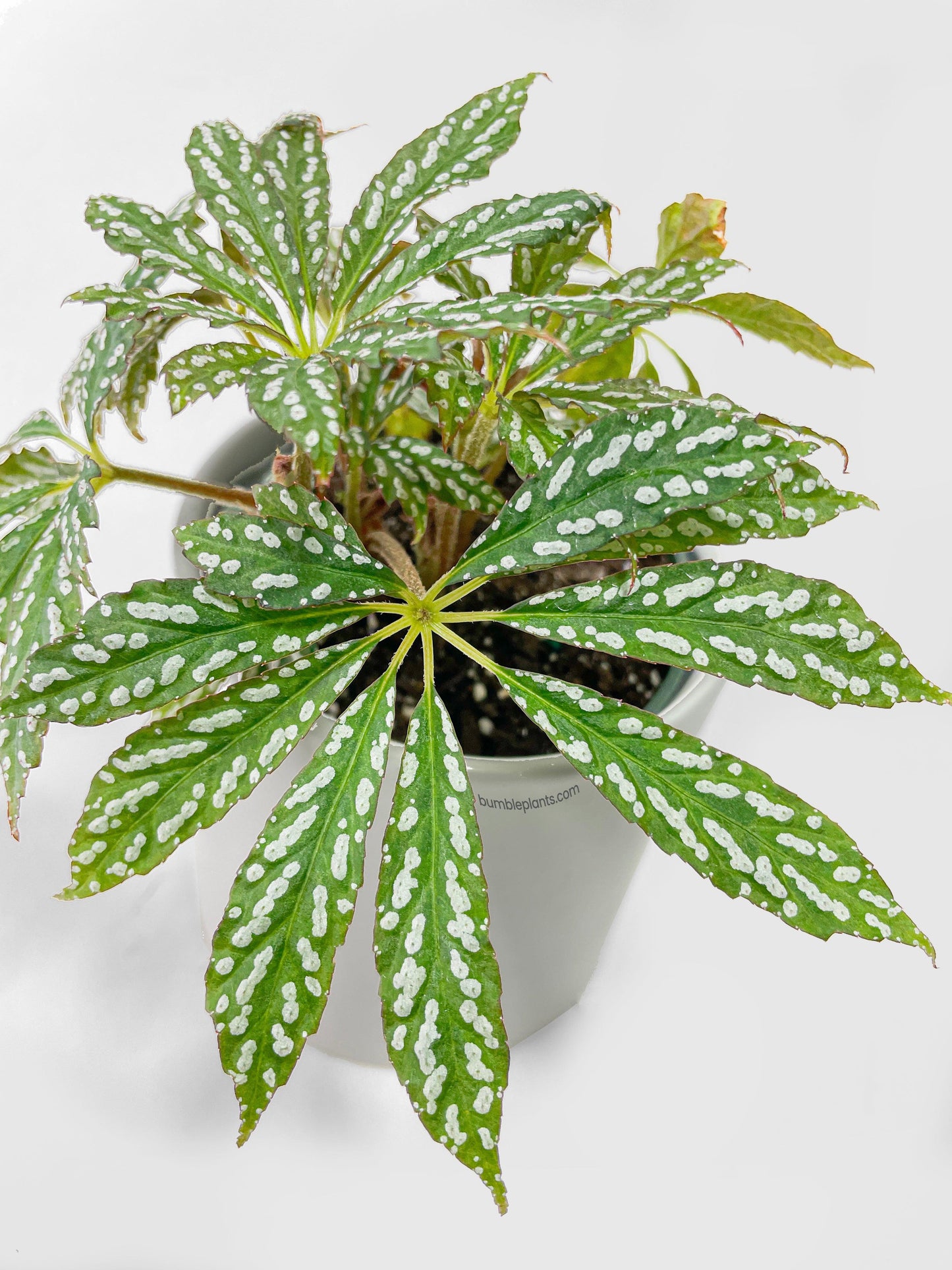 Begonia Hemsleyana Variegata