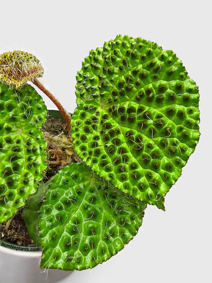 Begonia Melanobullata