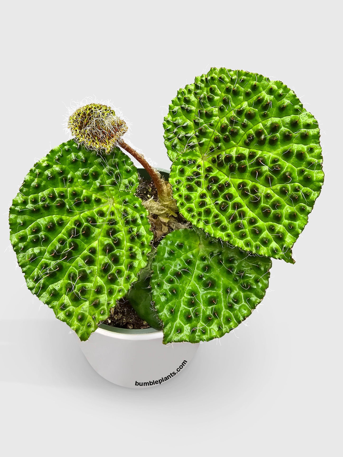 Begonia Melanobullata