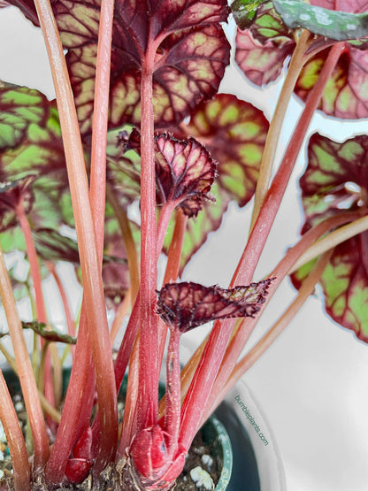 Begonia Rex King Cumbia
