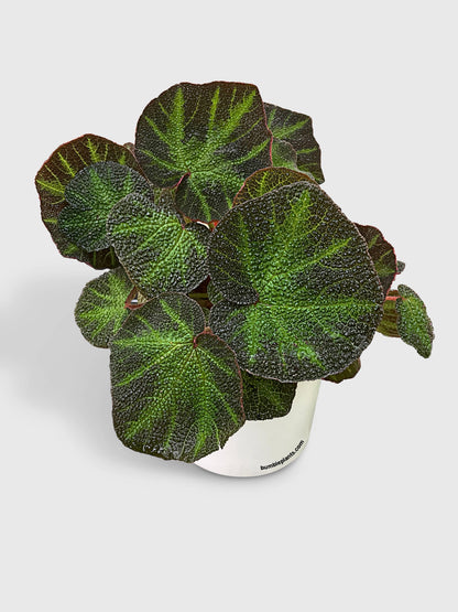 Begonia Soli-Mutata (Sun-Changing Begonia)