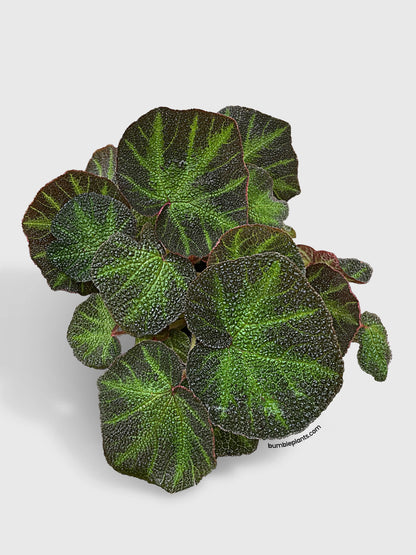 Begonia Soli-Mutata (Sun-Changing Begonia)