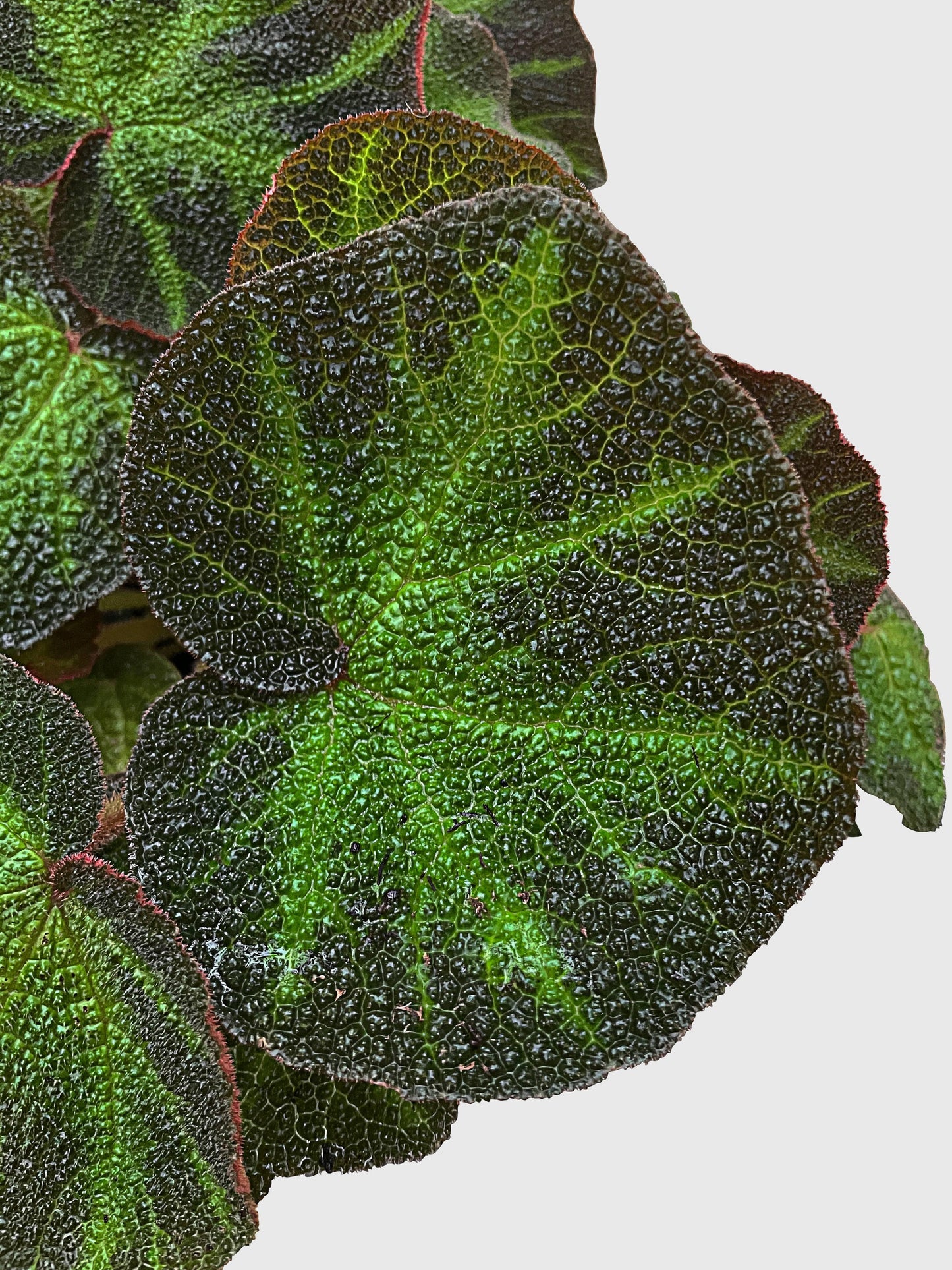Begonia Soli-Mutata (Sun-Changing Begonia)