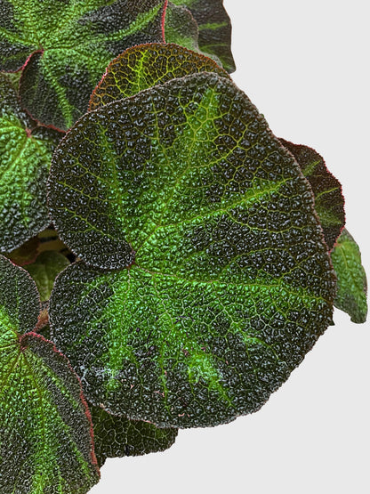 Begonia Soli-Mutata (Sun-Changing Begonia)