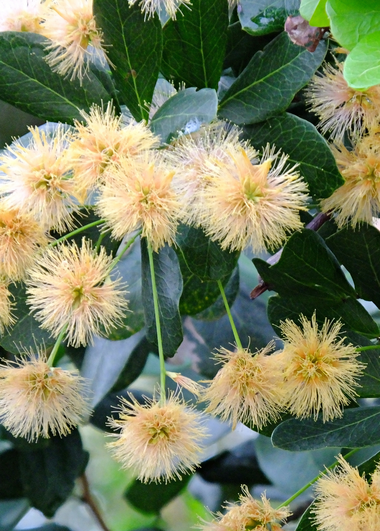 Black Bead (Pithecellobium keyense)