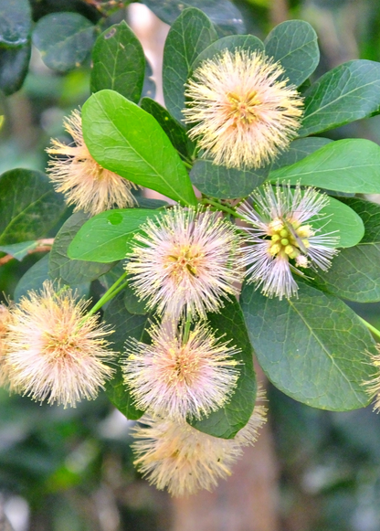 Black Bead (Pithecellobium keyense)