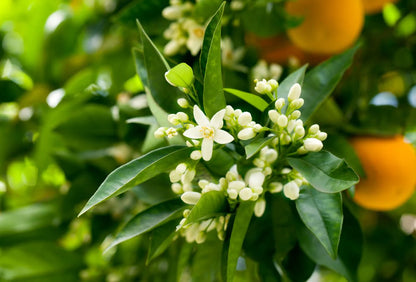 Neroli - REED DIFFUSER