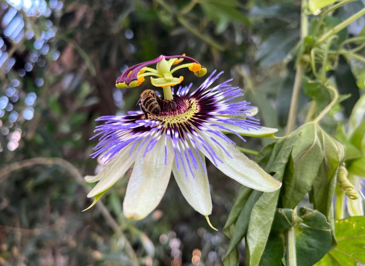 Heirloom Blue Passion Flower Seeds for Planting – Non-GMO, Exotic Blooming Flower Seeds