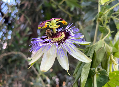 Heirloom Blue Passion Flower Seeds for Planting – Non-GMO, Exotic Blooming Flower Seeds