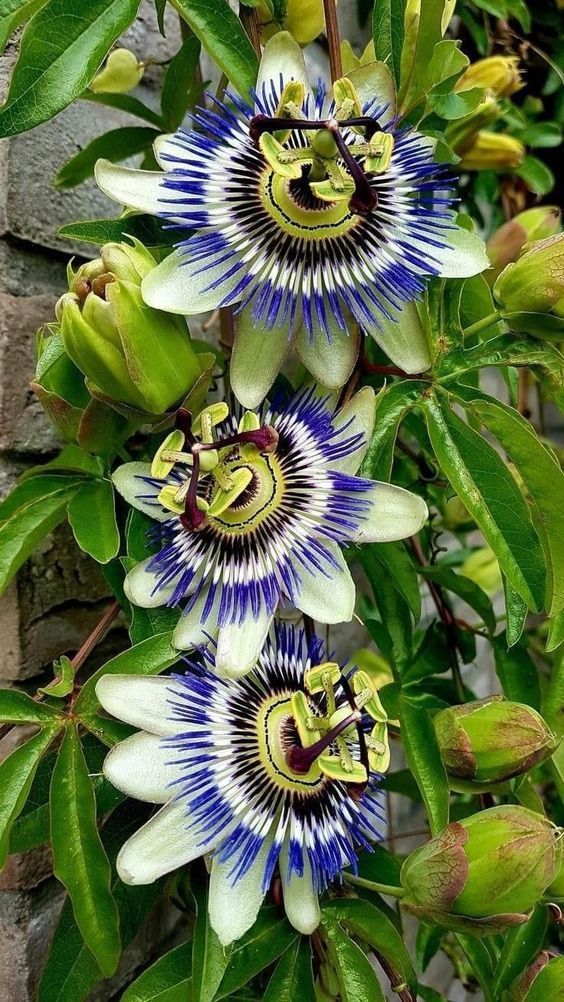 Heirloom Blue Passion Flower Seeds for Planting – Non-GMO, Exotic Blooming Flower Seeds